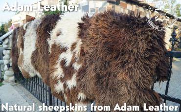 Peaux de mouton - Peaux de mouton hollandaises 