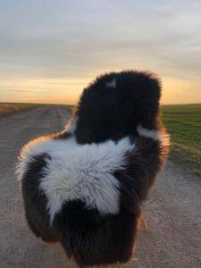 Peaux de mouton - Peaux de mouton suédoises