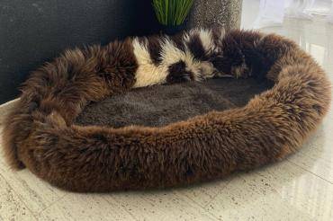 Lit pour animaux de compagnie (motif 6)