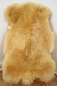 Meliert Toffee - Mouton renard de Cobourg (2)