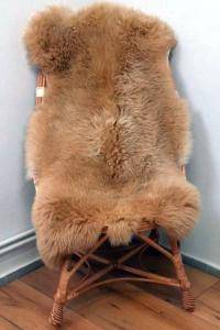 Meliert Toffee - Mouton renard de Cobourg (3)
