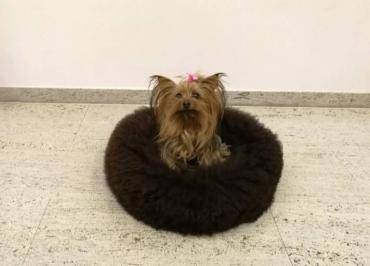 Lit pour animaux de compagnie (motif 2)